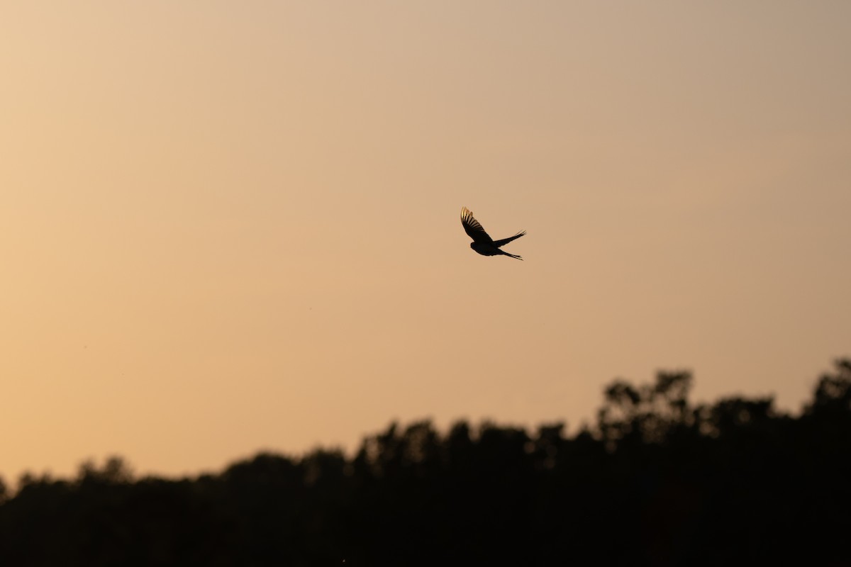 Scissor-tailed Flycatcher - ML638257857