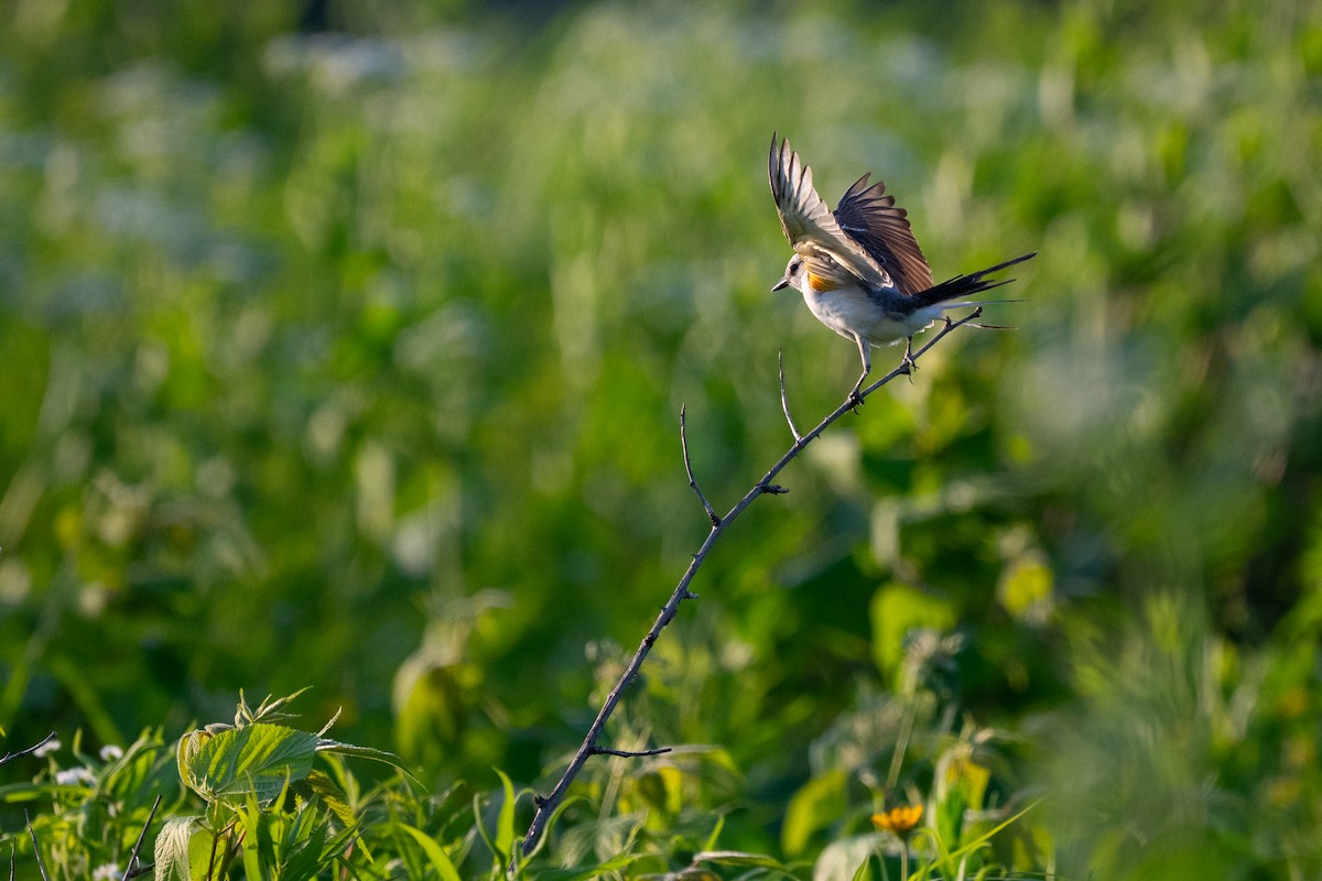 Scissor-tailed Flycatcher - ML638257858