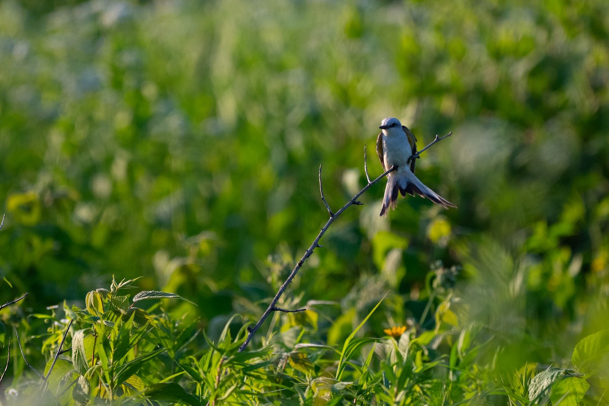 Scissor-tailed Flycatcher - ML638257859