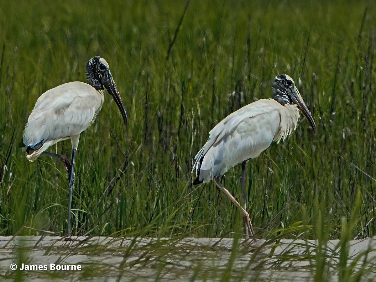 Wood Stork - ML638257867