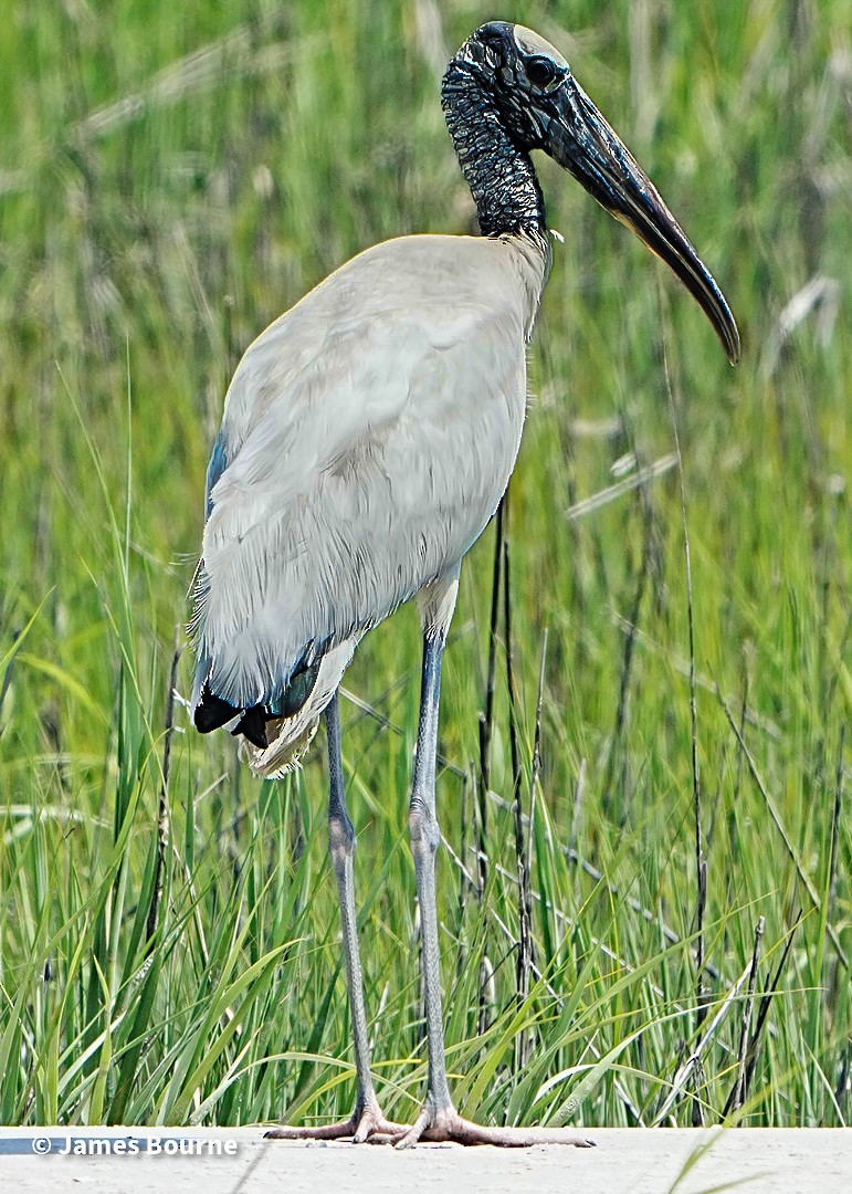 Wood Stork - ML638257868