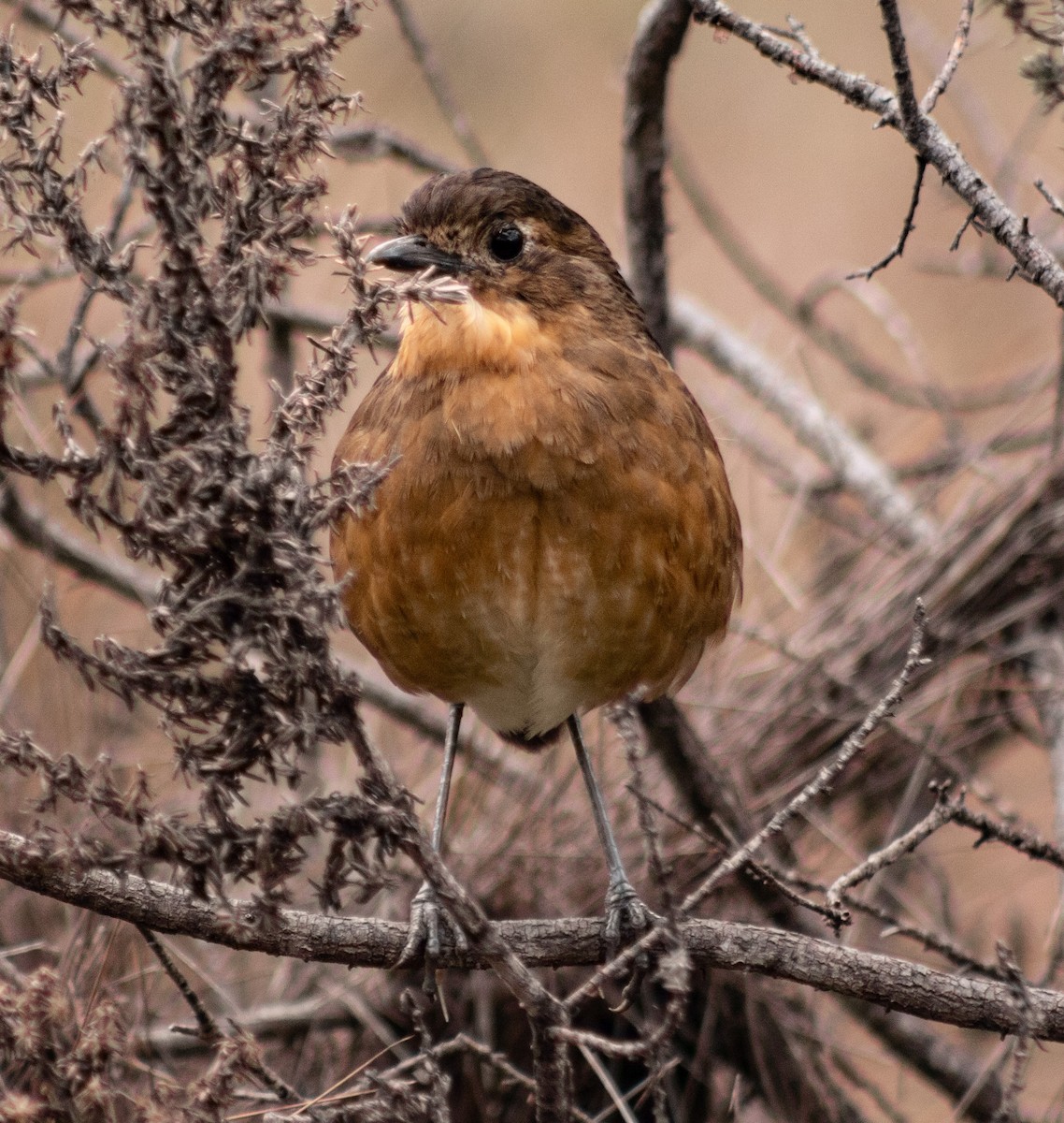 Tawny Antpitta - ML638257876