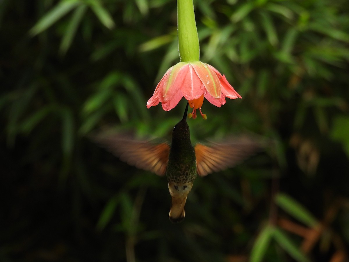 Buff-tailed Coronet - ML638257898