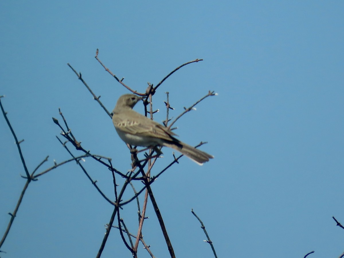 Buffy Pipit - ML638257903