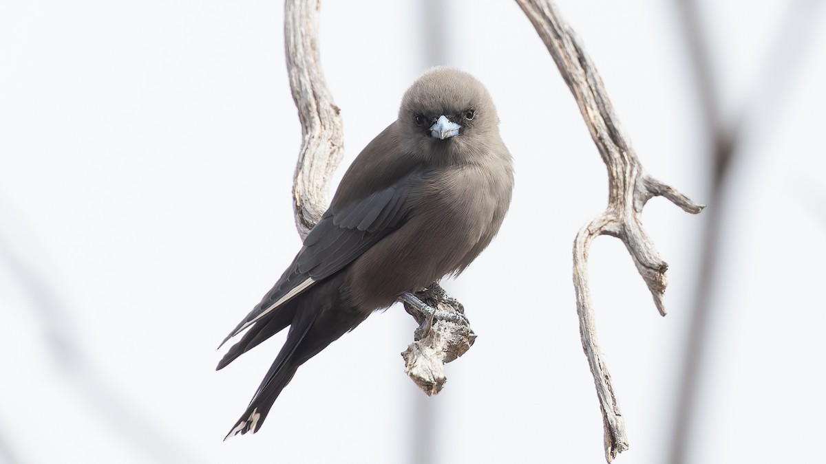 Dusky Woodswallow - ML638257917