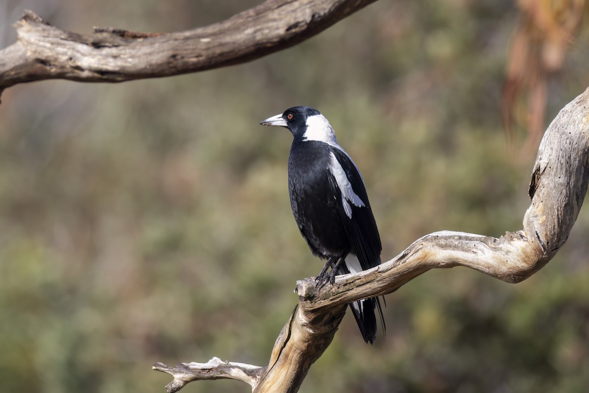 Australian Magpie - ML638257918