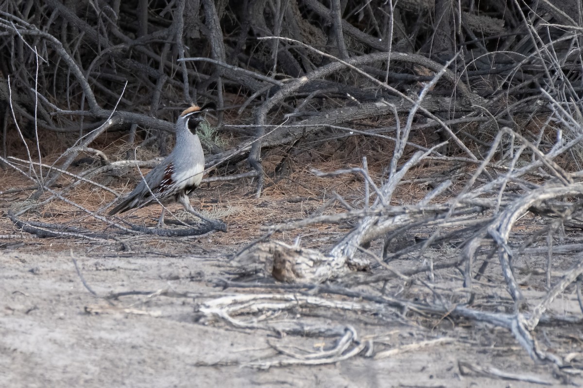 Gambel's Quail - ML638257920
