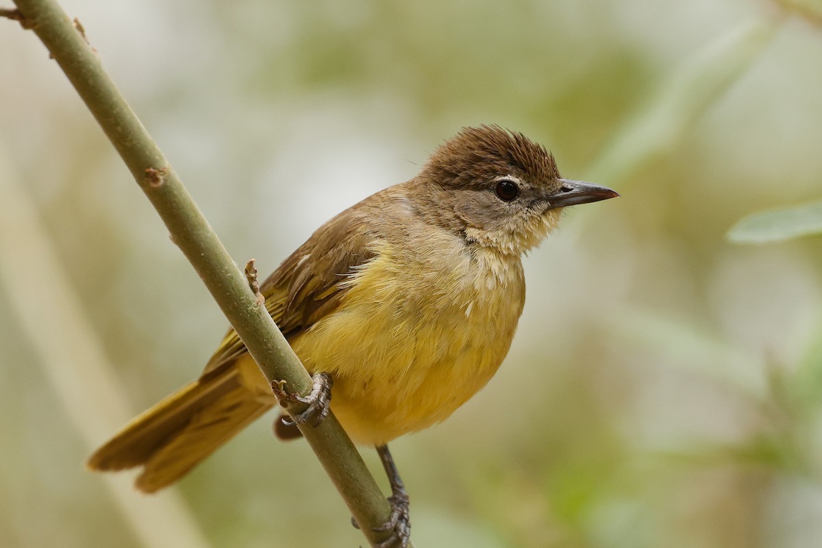 Yellow-bellied Greenbul - ML638257925