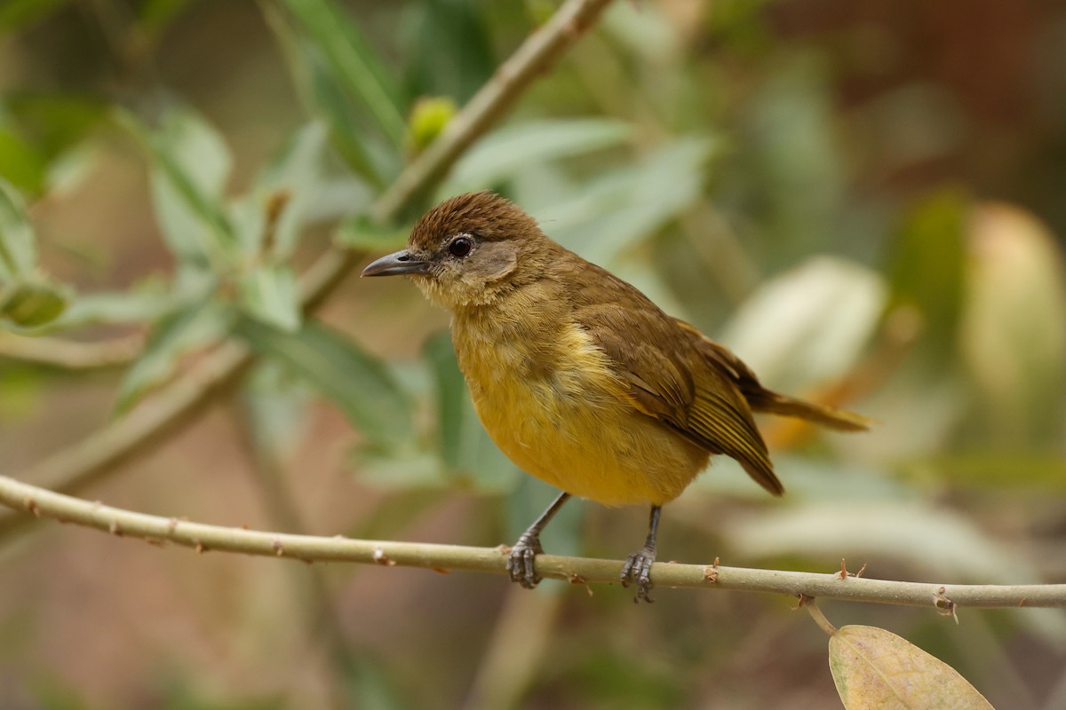 Yellow-bellied Greenbul - ML638257927