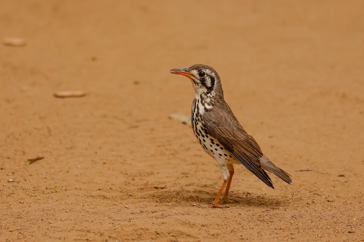 Groundscraper Thrush - ML638257936