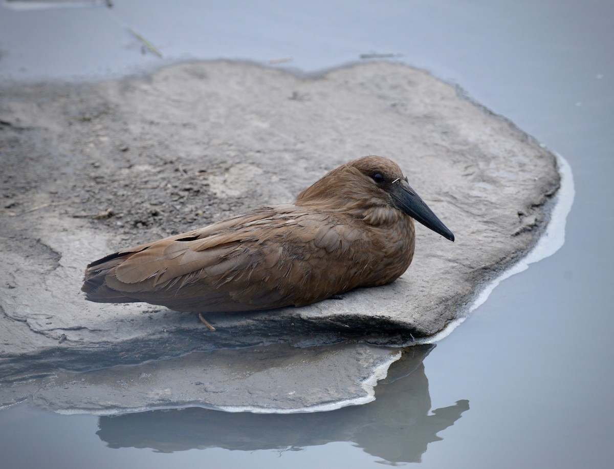 Hamerkop - ML638257937