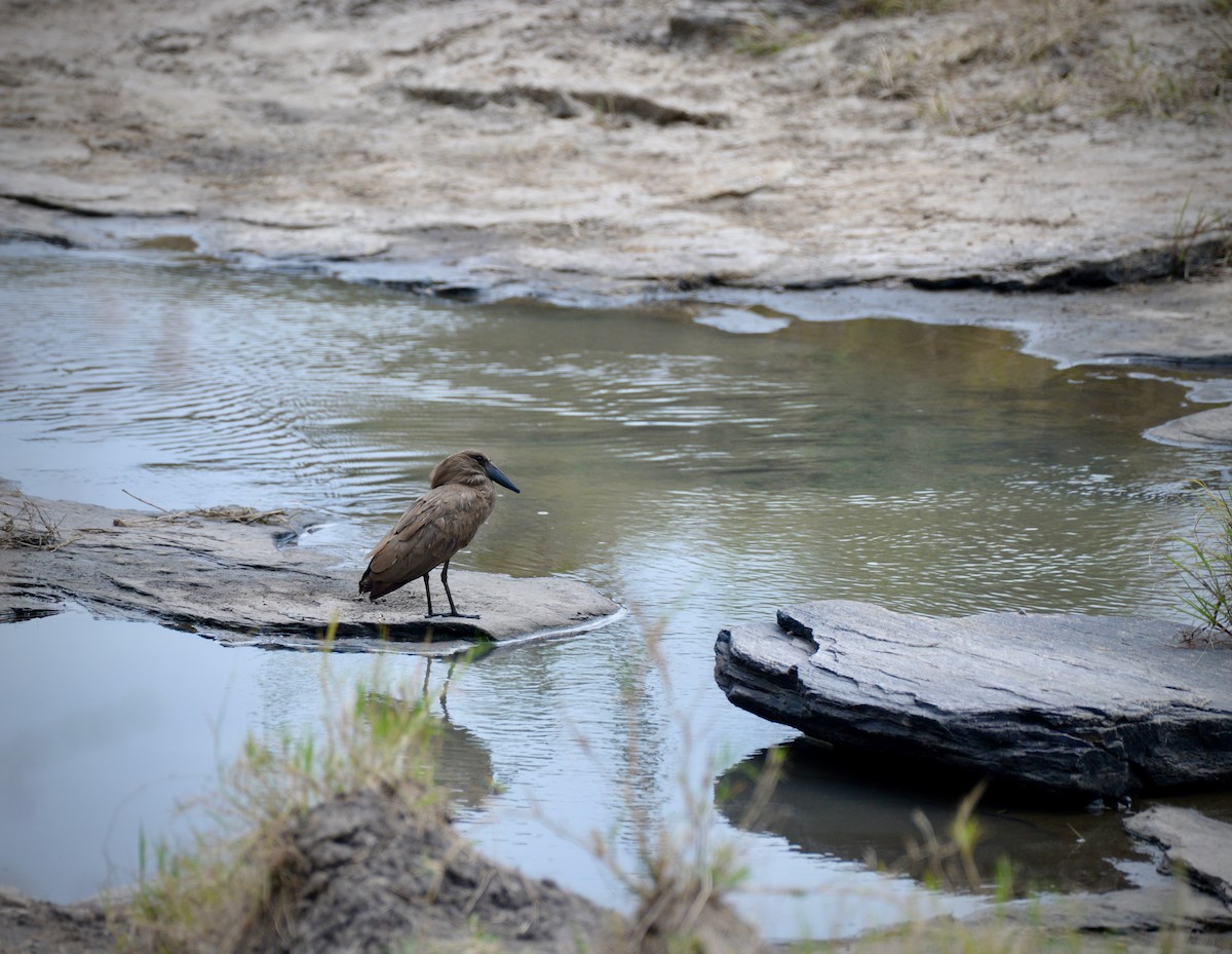 Hamerkop - ML638257938