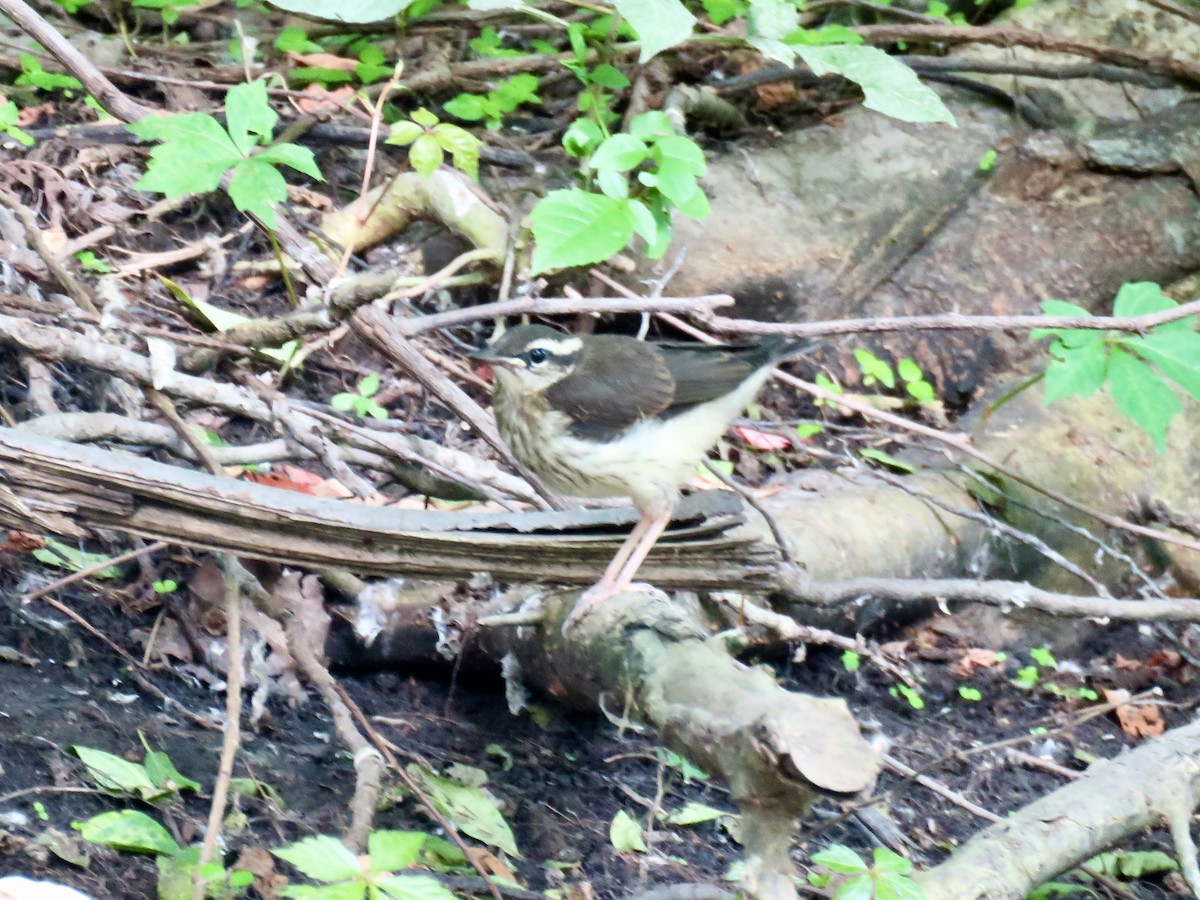 Louisiana Waterthrush - ML638257943
