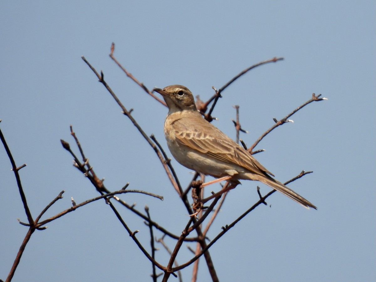 Buffy Pipit - ML638257953