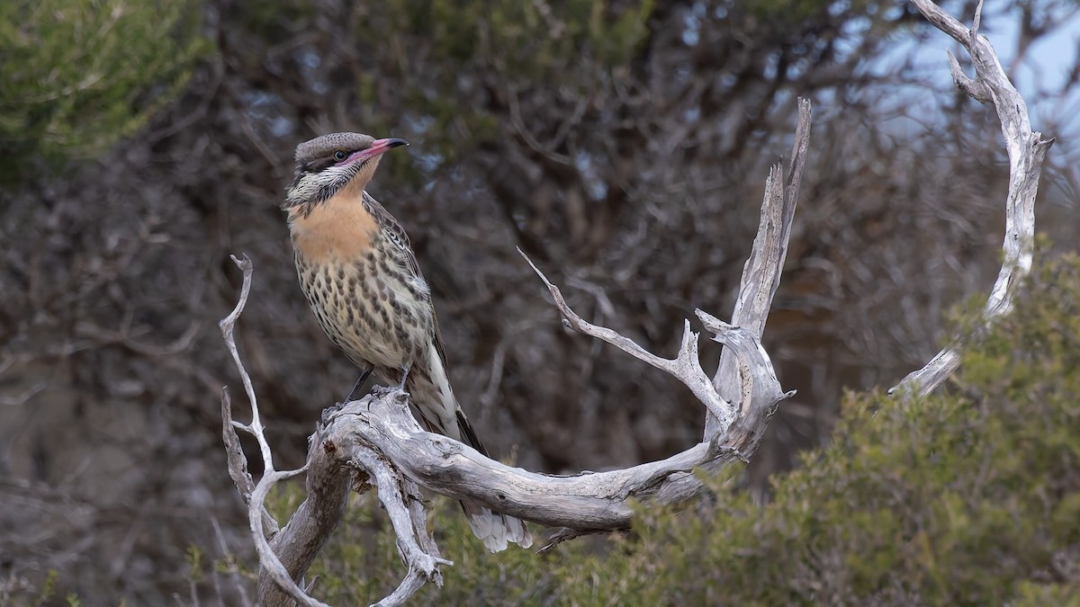 Spiny-cheeked Honeyeater - ML638257957