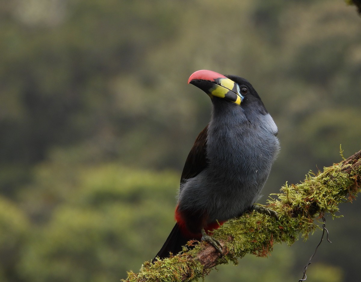 Gray-breasted Mountain-Toucan - ML638257966