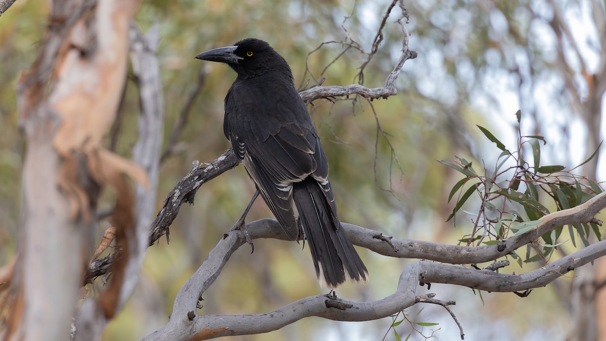 Gray Currawong - ML638257967