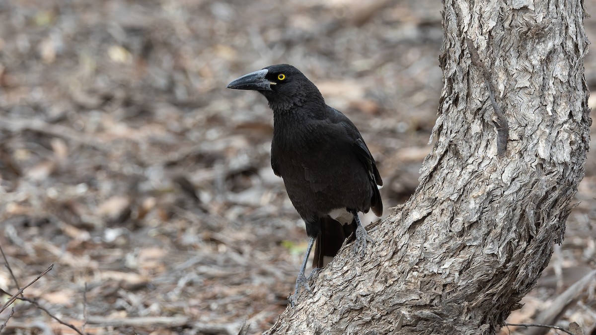 Gray Currawong - ML638257968