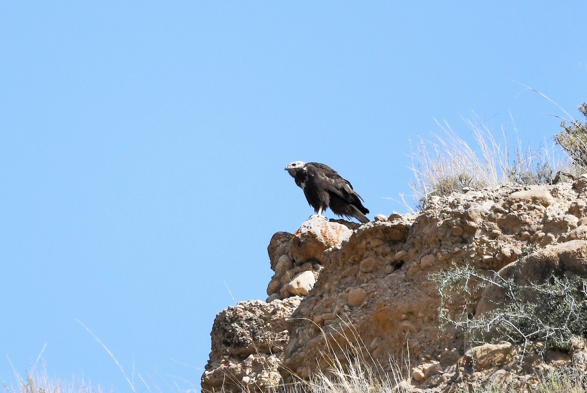 Long-legged Buzzard - ML638257969