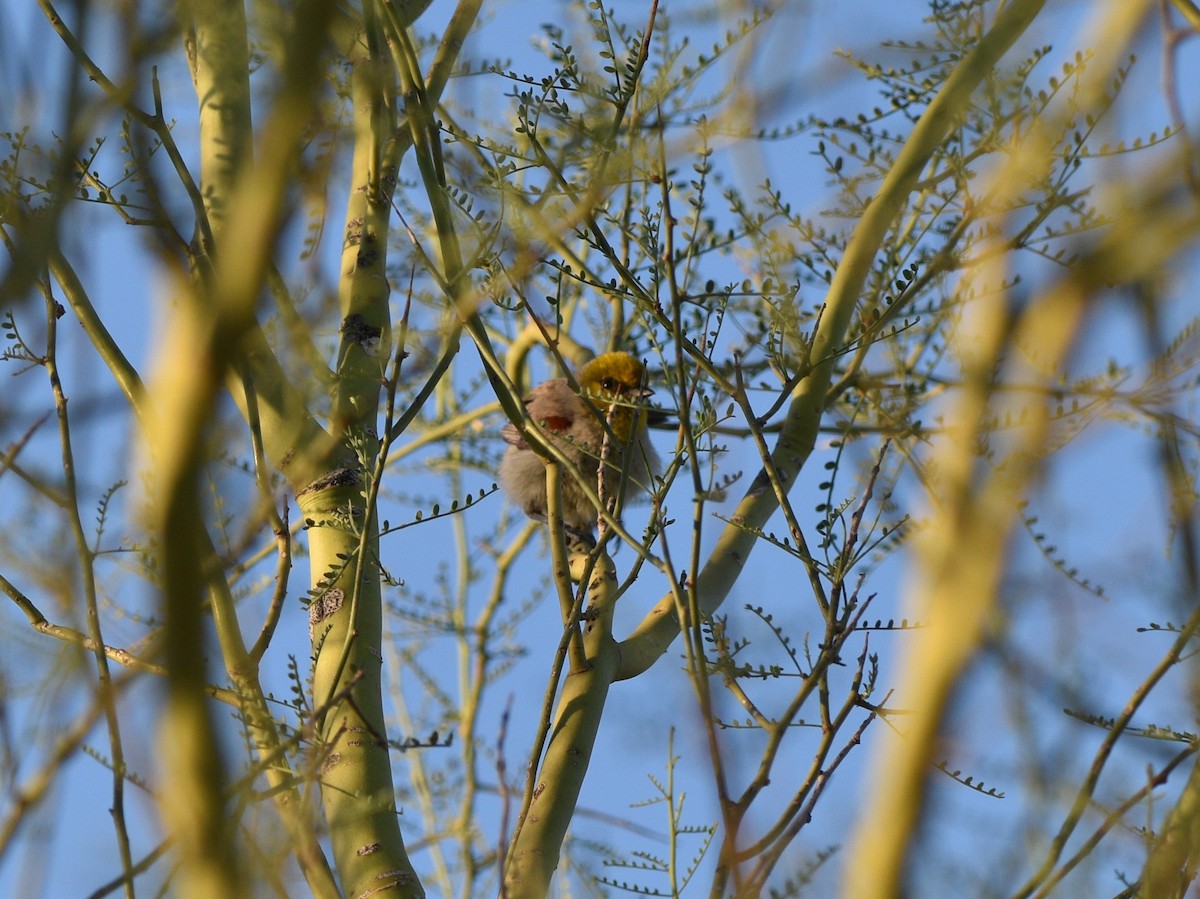Verdin - ML638257972