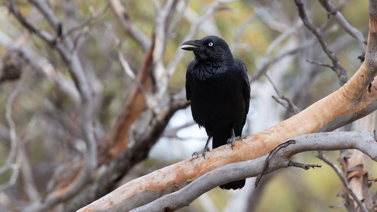 Australian Raven - ML638257974