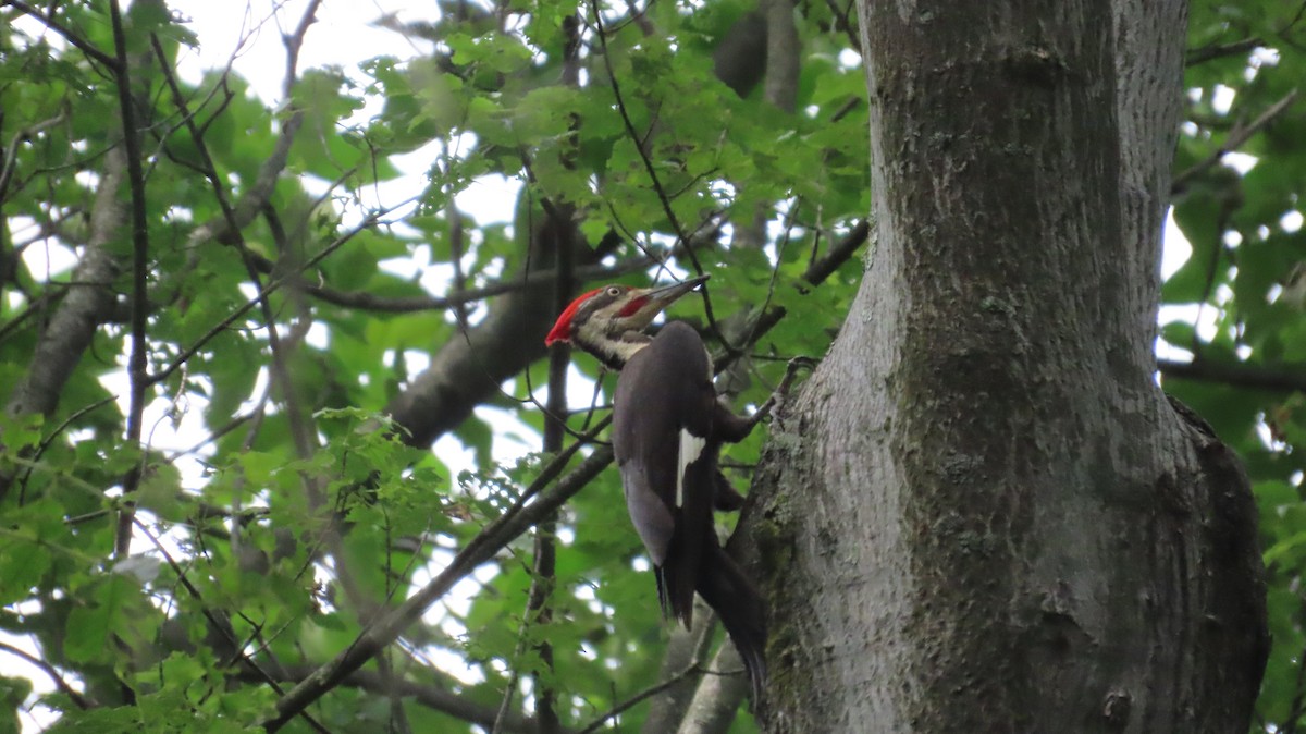 Pileated Woodpecker - ML638257976