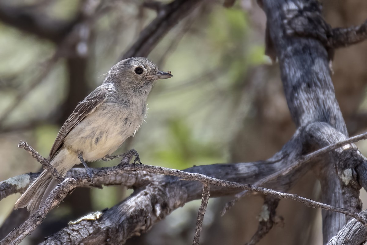 Gray Vireo - ML638257977