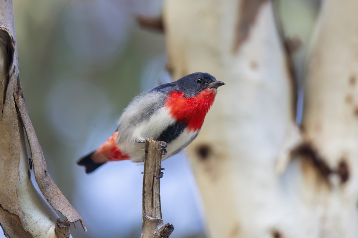 Mistletoebird - ML638257982