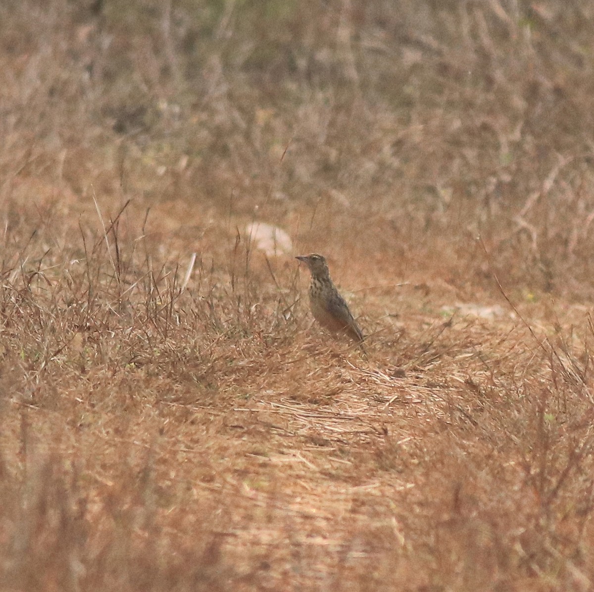 Jerdon's Bushlark - ML638257991