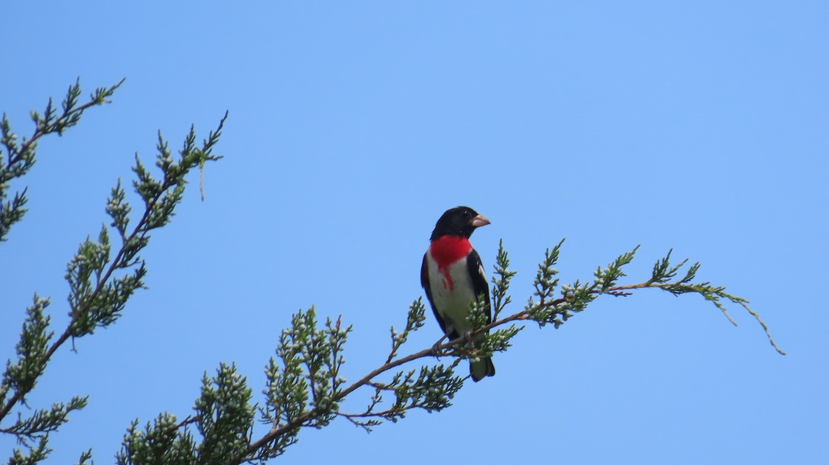 Rose-breasted Grosbeak - ML638258003