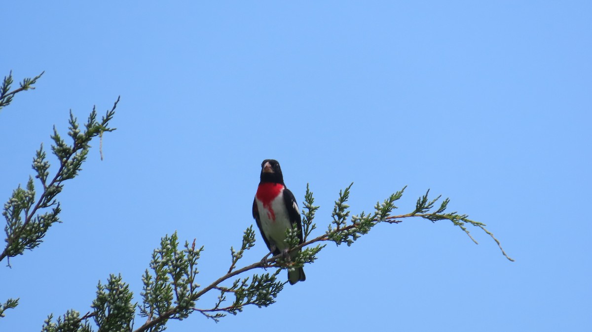 Rose-breasted Grosbeak - ML638258004