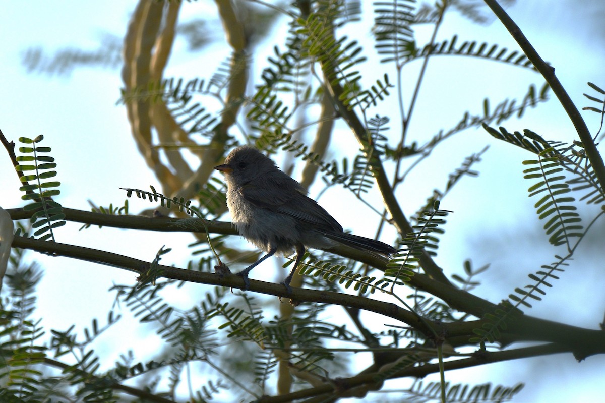 Verdin - ML638258005