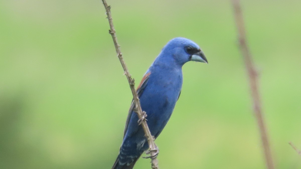 Blue Grosbeak - ML638258008