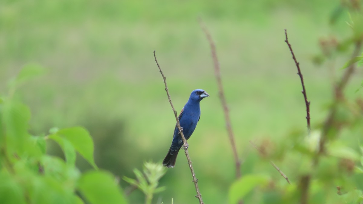 Blue Grosbeak - ML638258011