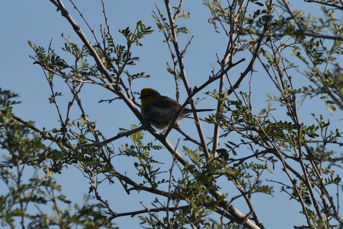 Verdin - ML638258014