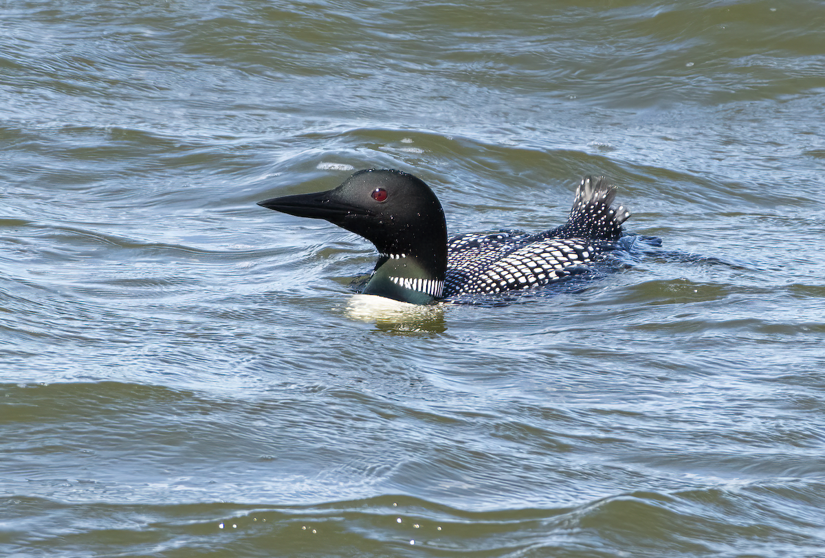 Common Loon - ML638258017