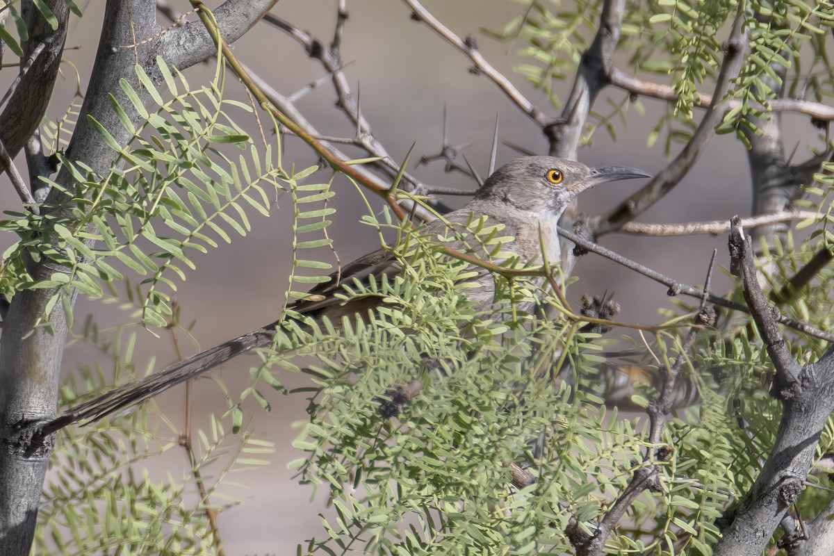 Bendire's Thrasher - ML638258018