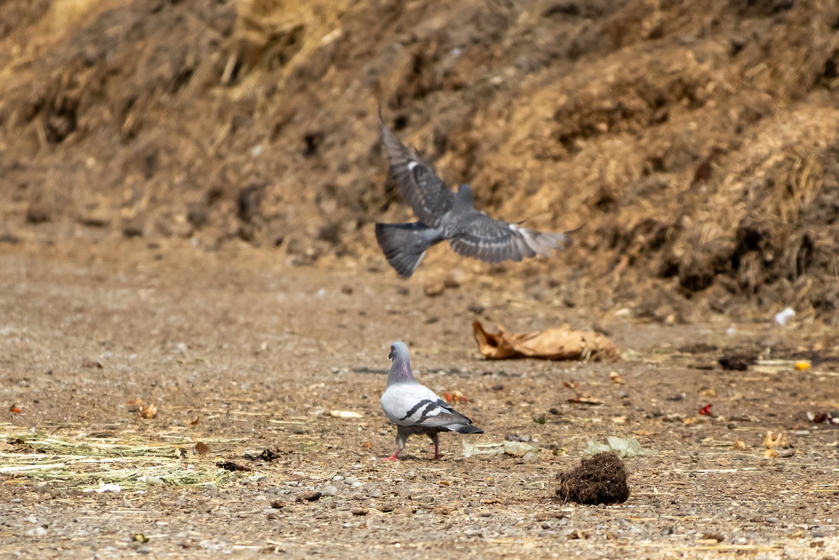Rock Pigeon (Feral Pigeon) - ML638258023