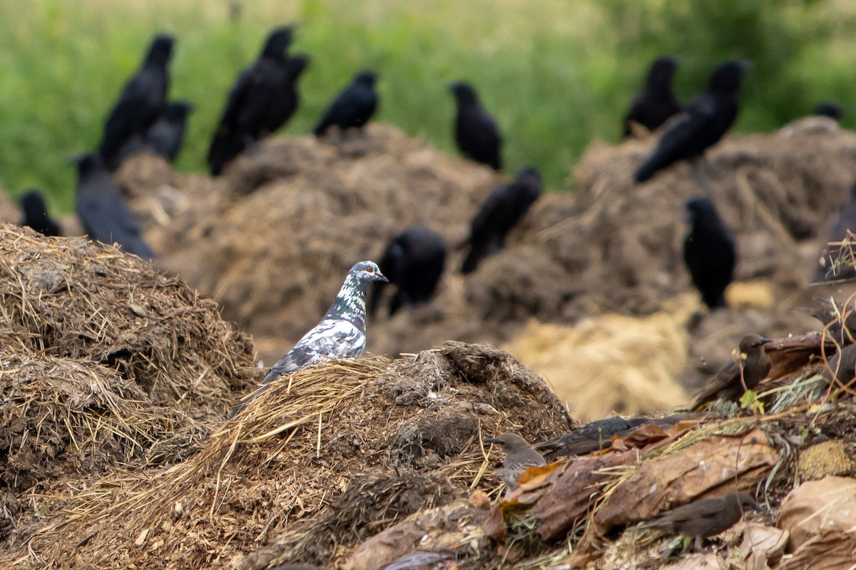 Rock Pigeon (Feral Pigeon) - ML638258024