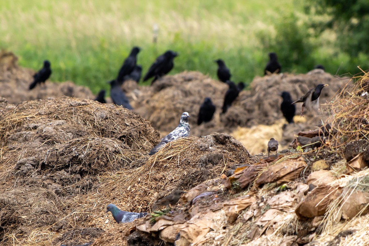 Rock Pigeon (Feral Pigeon) - ML638258026