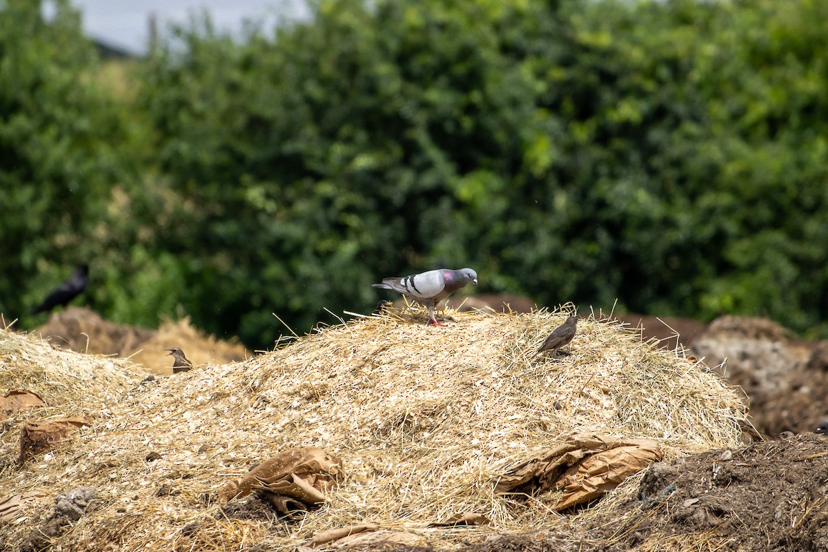 Rock Pigeon (Feral Pigeon) - ML638258027
