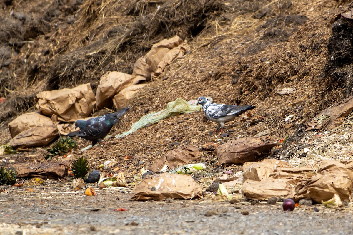Rock Pigeon (Feral Pigeon) - ML638258028