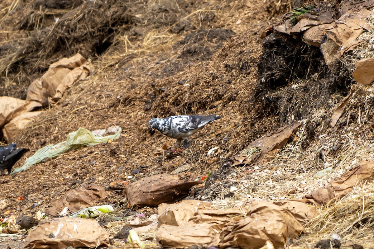 Rock Pigeon (Feral Pigeon) - ML638258029