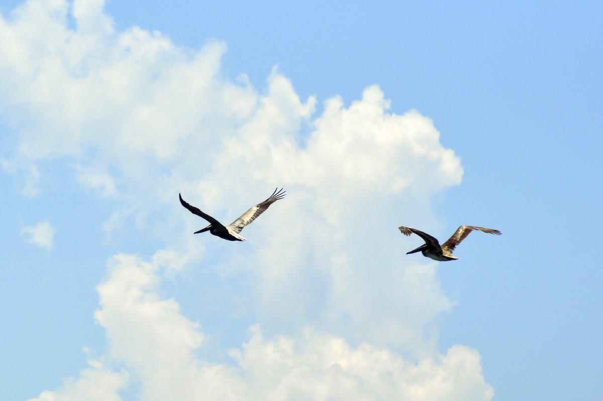 Brown Pelican - ML638258043