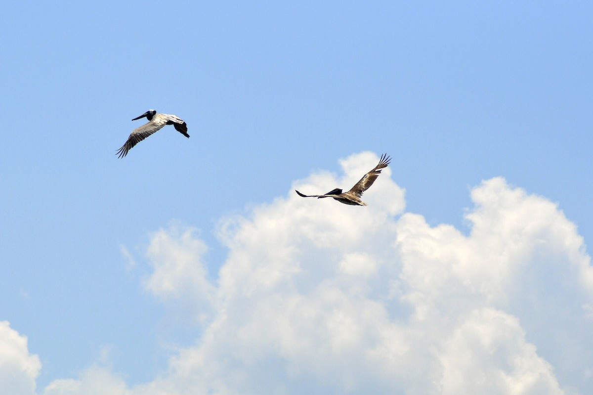 Brown Pelican - ML638258044