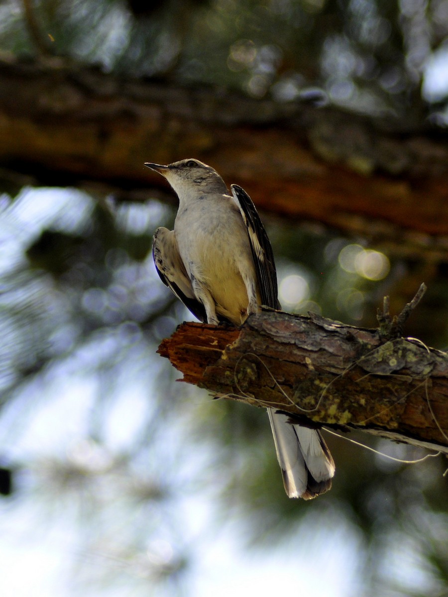 Northern Mockingbird - ML638258058
