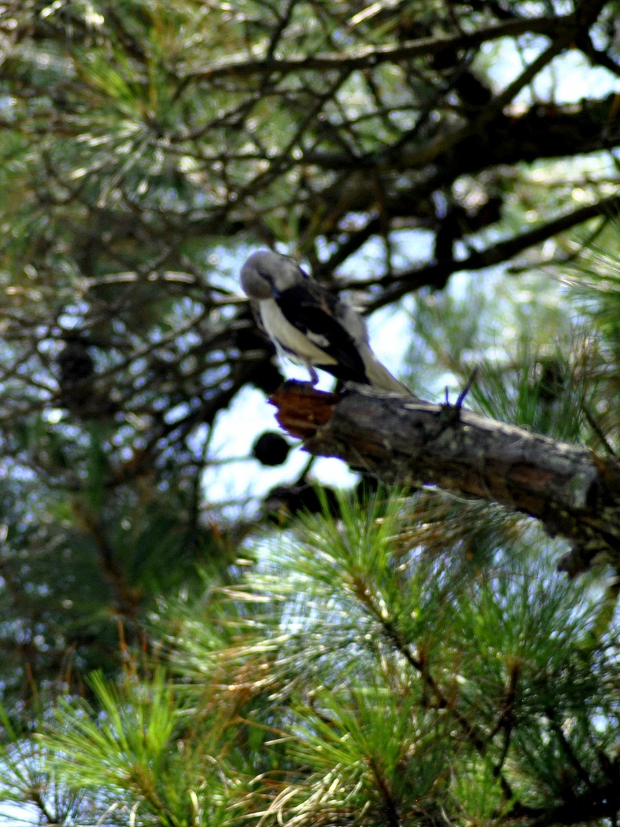 Northern Mockingbird - ML638258059