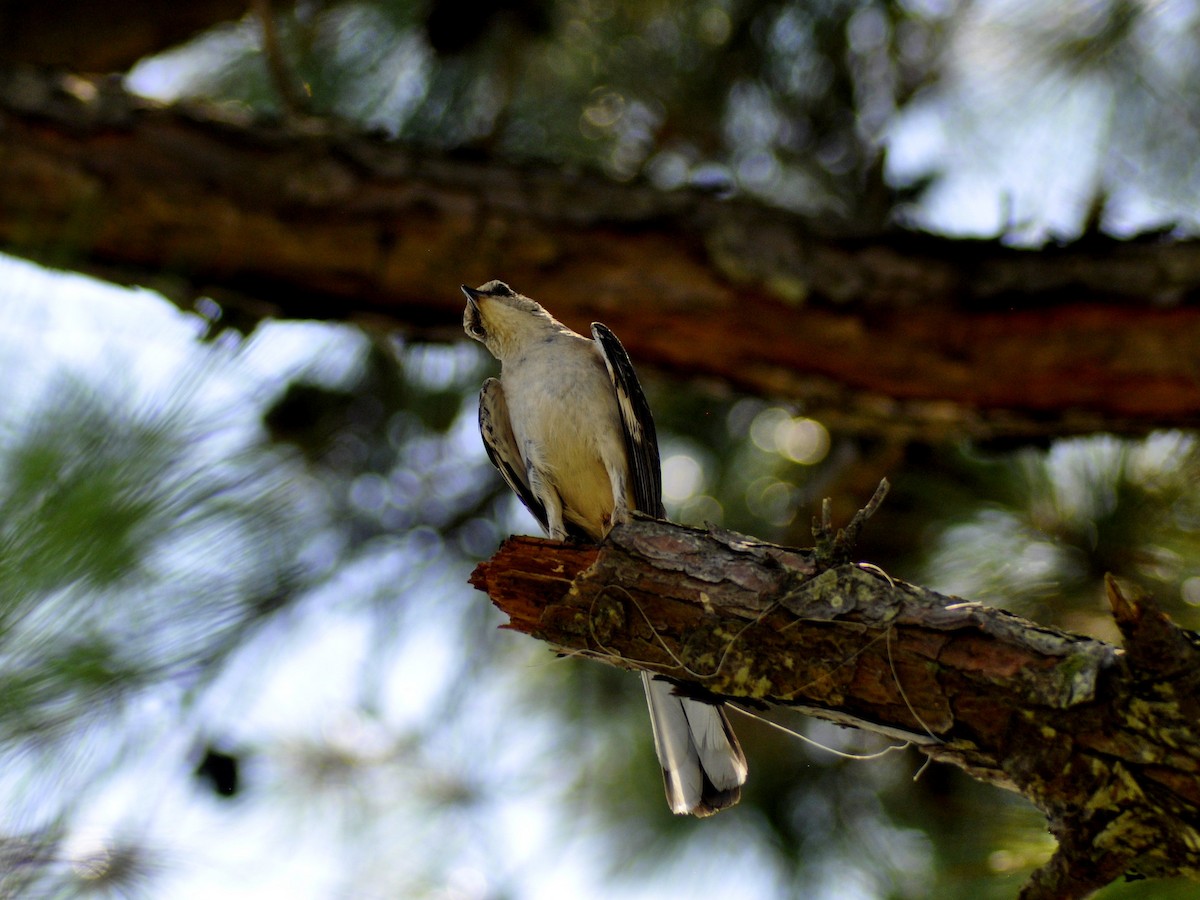 Northern Mockingbird - ML638258060
