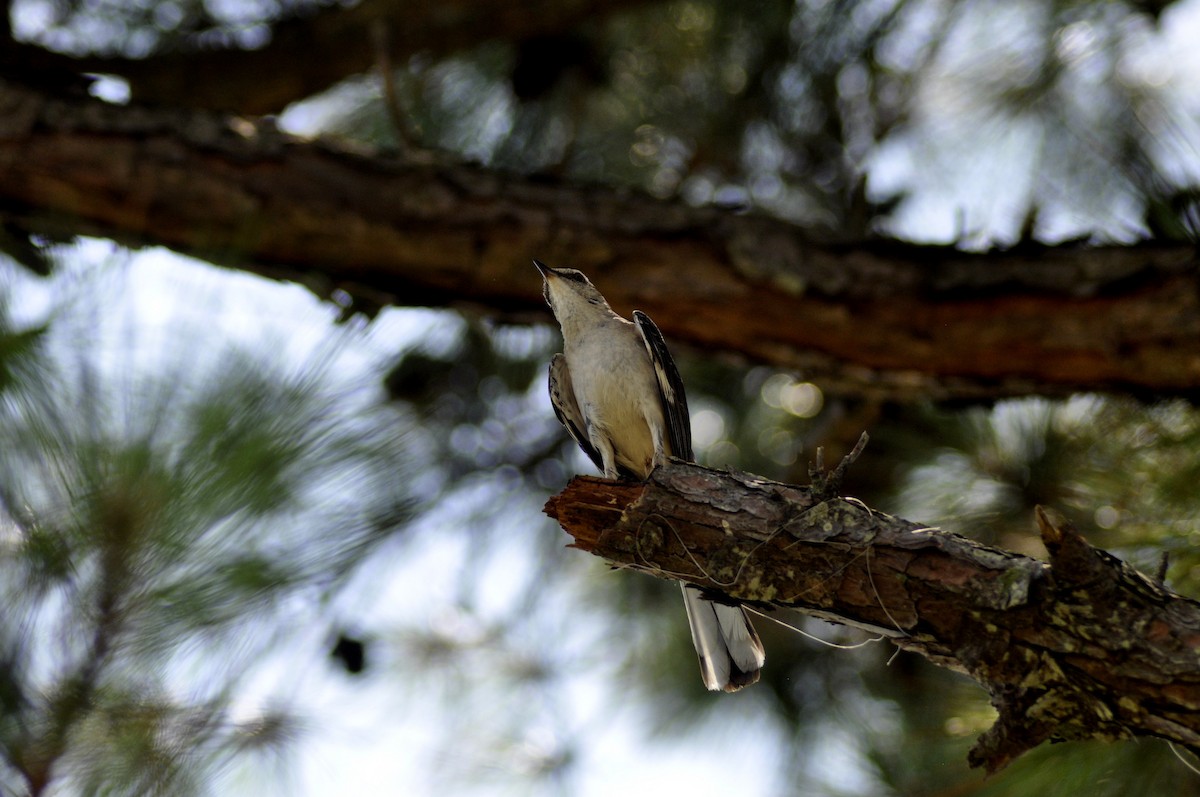 Northern Mockingbird - ML638258061
