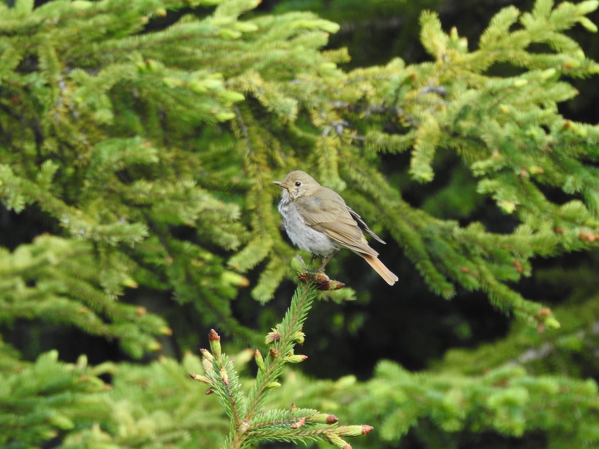 Einsiedler-Musendrossel - ML638258078